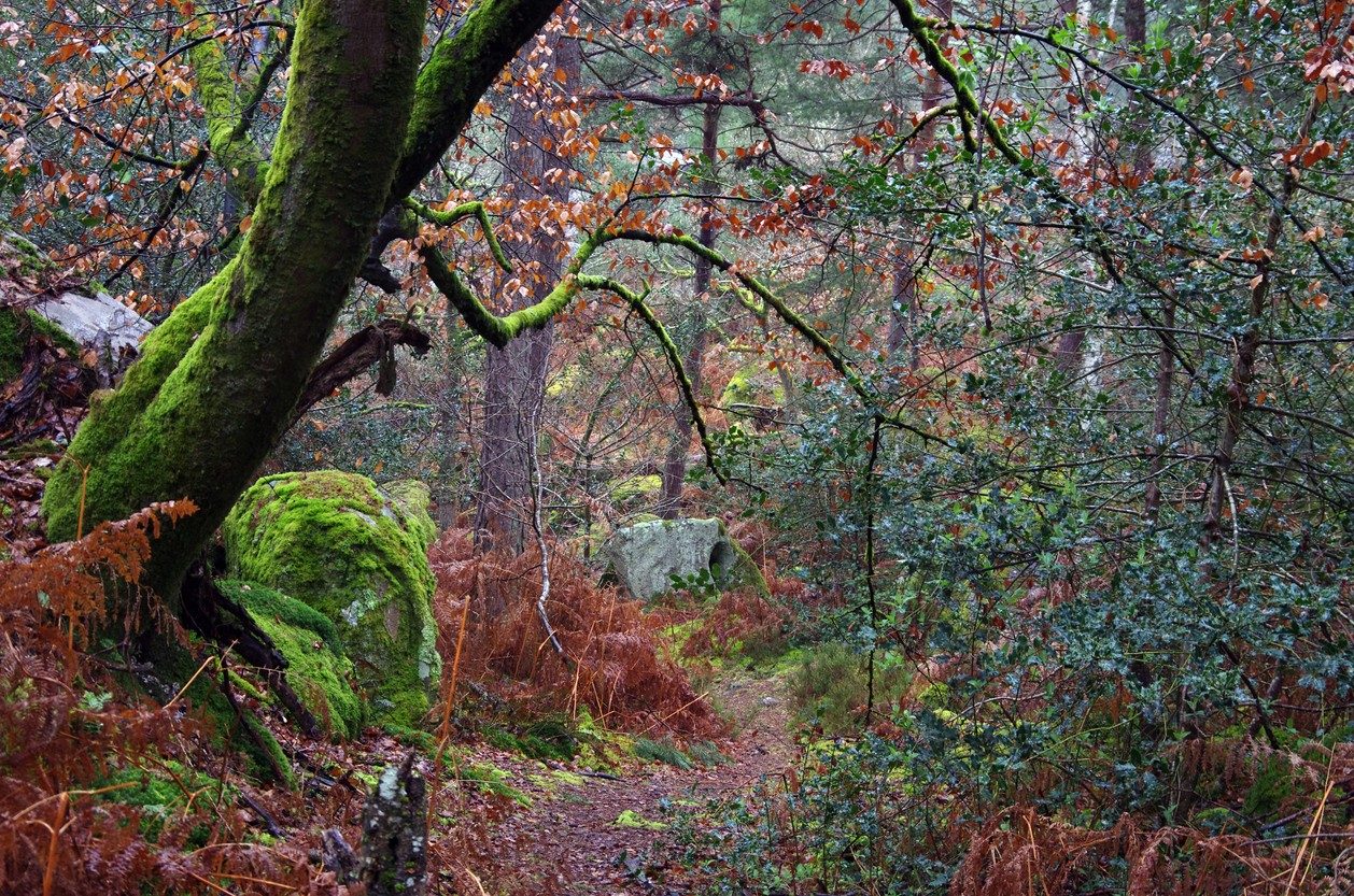 Visite sur la trace des animaux en forêt de Fontainebleau - Fontainebleau  Tourisme