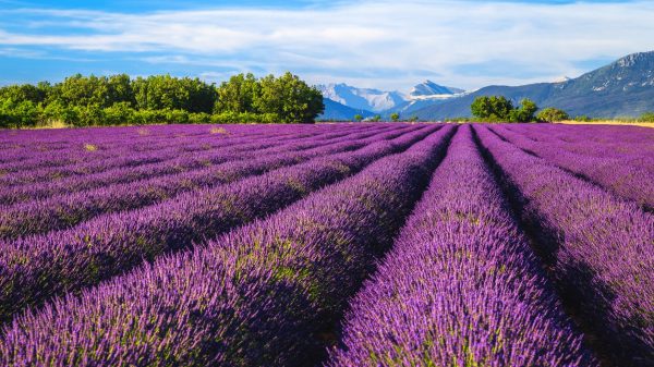 Paisaje de lavanda en la meseta de Valensole