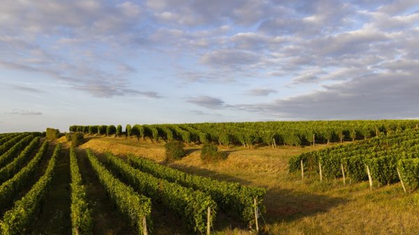 Les vignes de Montsoreau