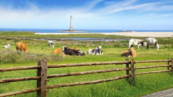 Un troupeau de vaches normandes devant la mer